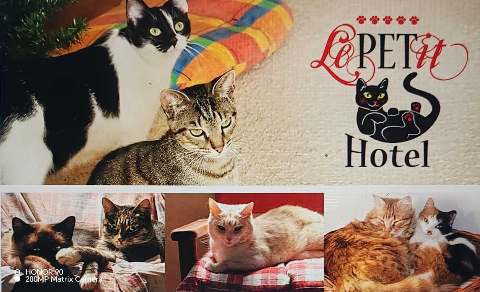 LePetit Cat Club